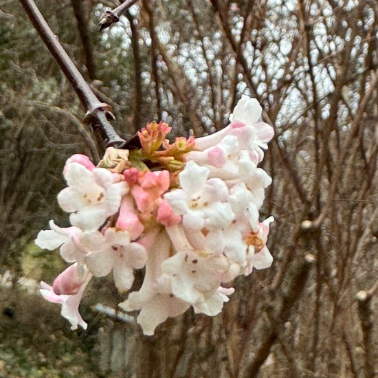 Viburnum farreri: Pflanze im Habitat Garten in der NatureSpots App