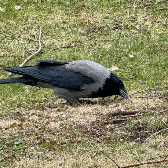 Nebelkrähe: Tier im Habitat Park in der NatureSpots App