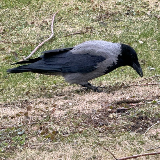 Hooded Crow: Animal in habitat Park in the NatureSpots App