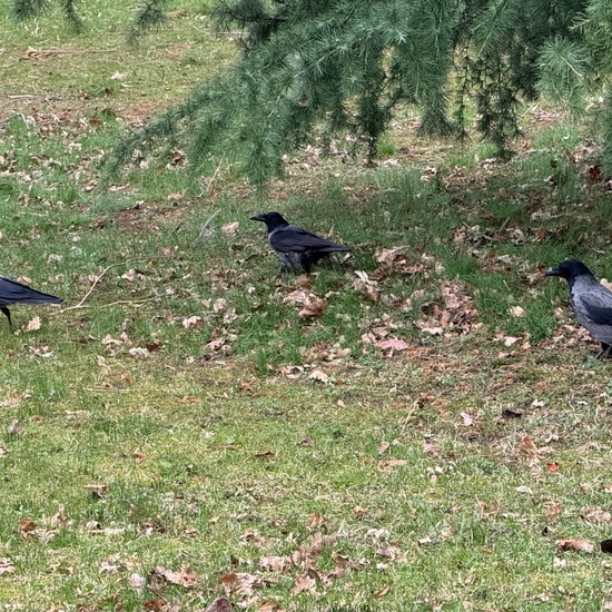 Nebelkrähe: Tier in der Natur in der NatureSpots App