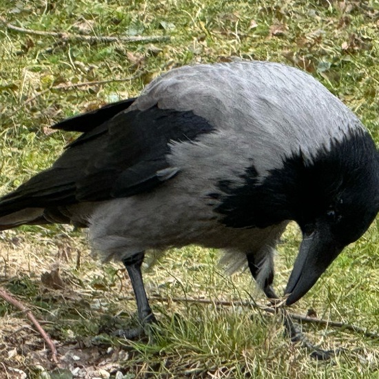 Nebelkrähe: Tier im Habitat Park in der NatureSpots App