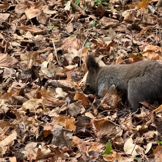 Eurasisches Eichhörnchen: Tier im Habitat Garten in der NatureSpots App