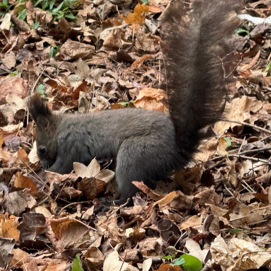 Eurasisches Eichhörnchen: Tier im Habitat Garten in der NatureSpots App