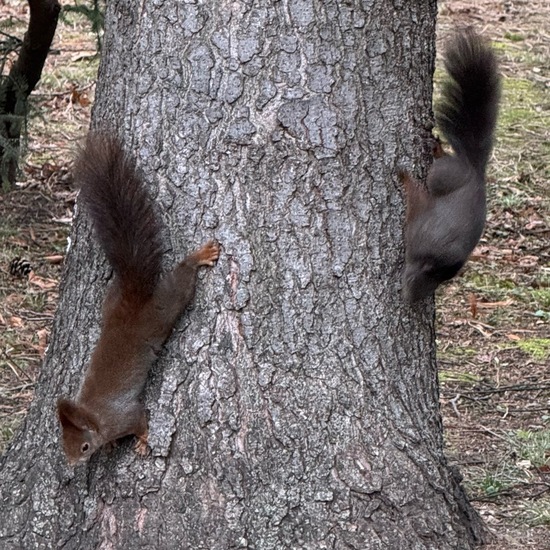 Sciurus vulgaris vulgaris: Tier im Habitat Garten in der NatureSpots App