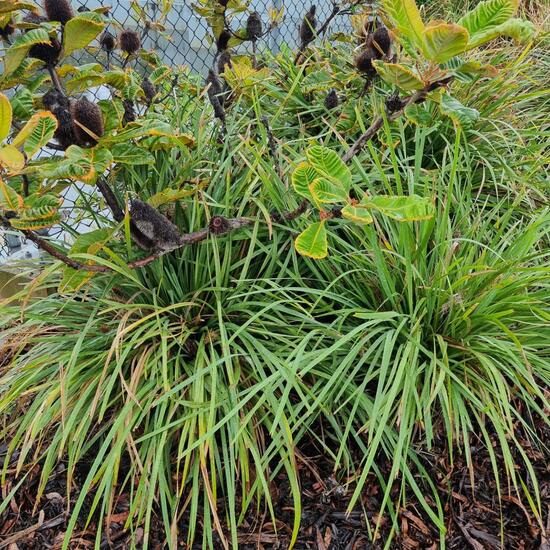 Banksia undata var. splendens: Pflanze im Habitat Innenstadt in der NatureSpots App