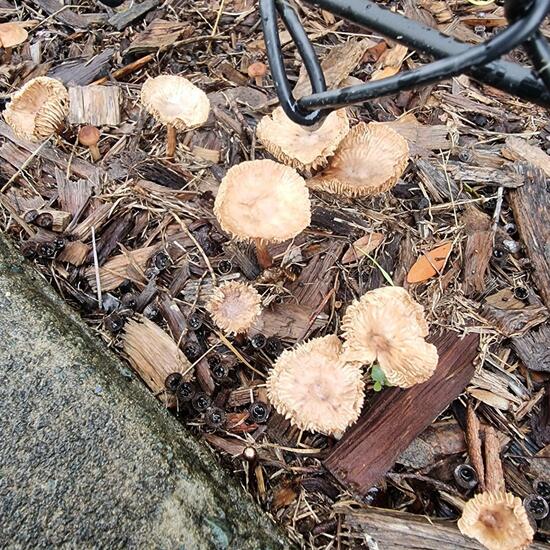 another species: Mushroom in habitat Flowerbed in the NatureSpots App