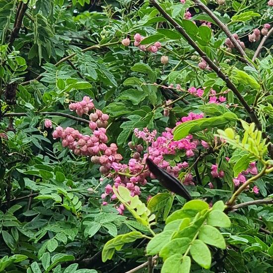 Antigonon leptopus: Pflanze im Habitat Habitat manuell eingeben in der NatureSpots App