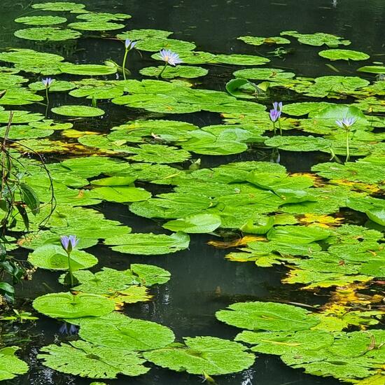 another species: Plant in habitat Pond in the NatureSpots App