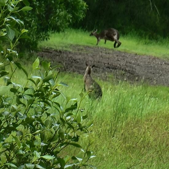 Östliches Graues Riesenkänguru: Tier im Habitat Anderes Waldhabitat in der NatureSpots App