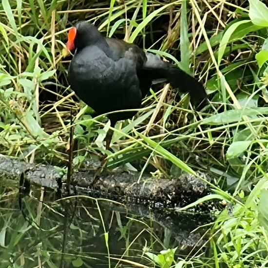 Dusky Moorhen: Animal in habitat Pond in the NatureSpots App