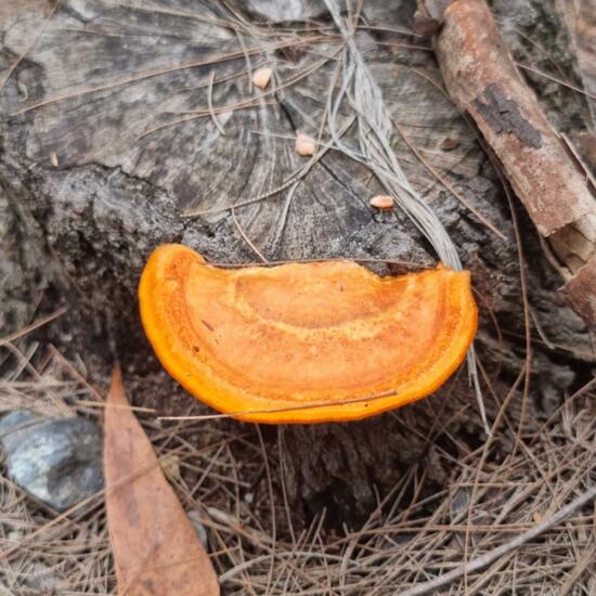 Trametes coccinea: Pilz im Habitat Anderes Waldhabitat in der NatureSpots App