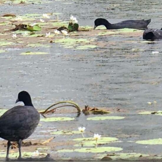 Fulica atra australis: Animal in habitat Lake in the NatureSpots App