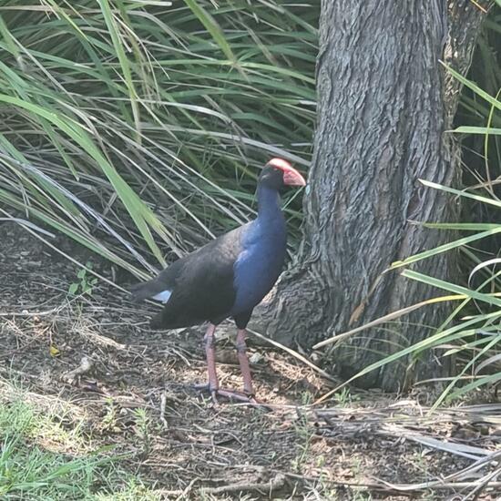 Porphyrio melanotus: Tier im Habitat See in der NatureSpots App