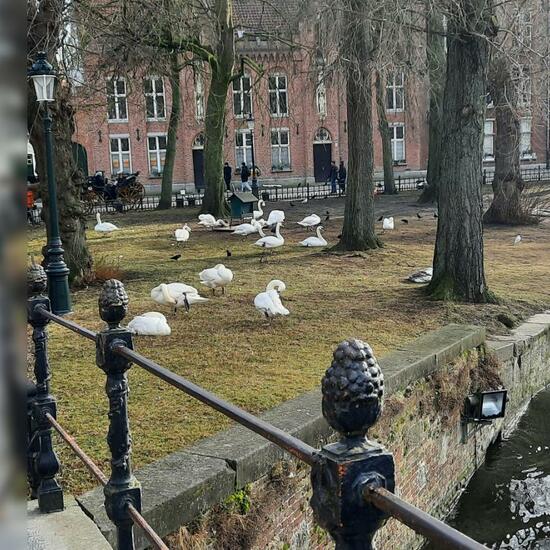 Höckerschwan: Tier im Habitat Anderes Süsswasserhabitat in der NatureSpots App