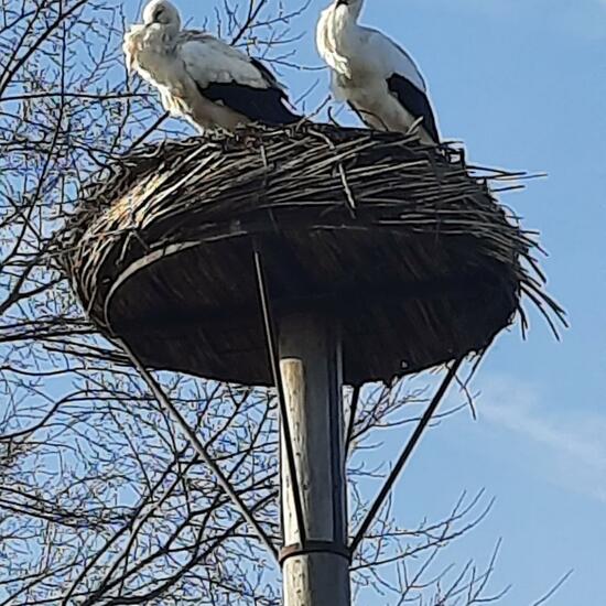 White stork: Animal in habitat City and Urban in the NatureSpots App