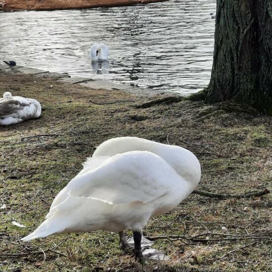 Höckerschwan: Tier im Habitat Anderes Süsswasserhabitat in der NatureSpots App