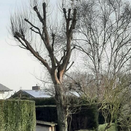 Weißstorch: Tier im Habitat Stadt und Garten in der NatureSpots App