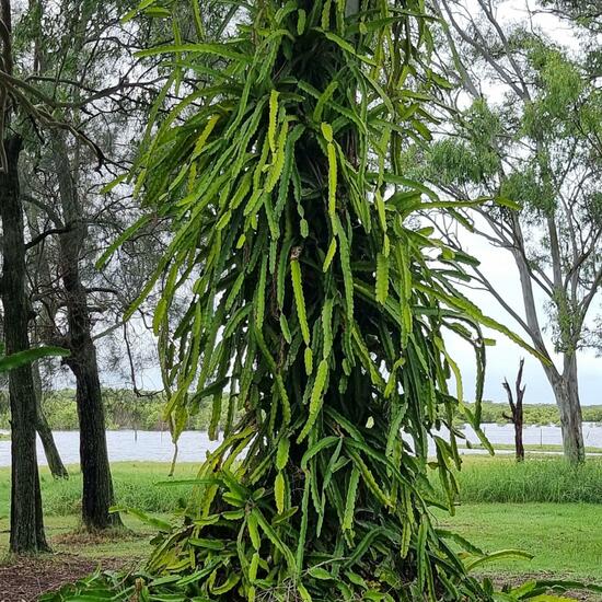 Cactaceae: Pflanze im Habitat Halb-natürliches Grasland in der NatureSpots App