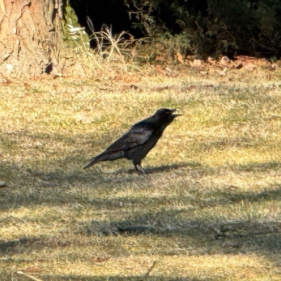 Aaskrähe: Tier im Habitat Park in der NatureSpots App