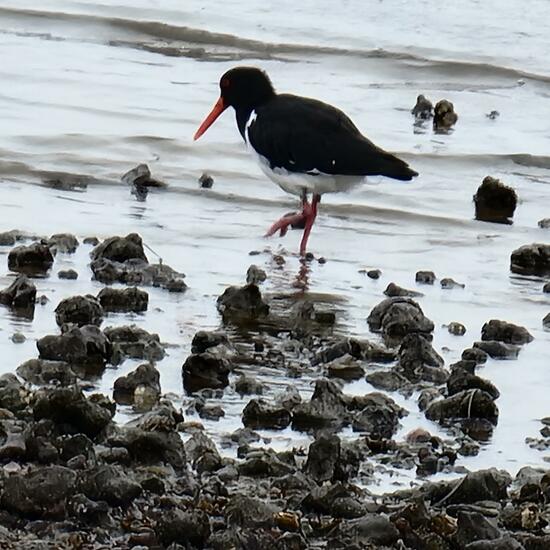 Pied Oystercatcher: Animal in habitat Rocky coast in the NatureSpots App