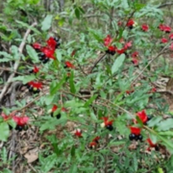 Ochna serrulata: Plant in habitat Forest in the NatureSpots App