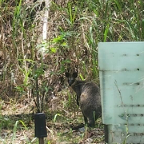 Swamp wallaby: Animal in habitat Forest in the NatureSpots App