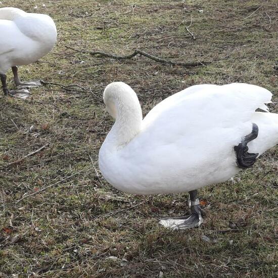 Höckerschwan: Tier im Habitat Anderes Süsswasserhabitat in der NatureSpots App