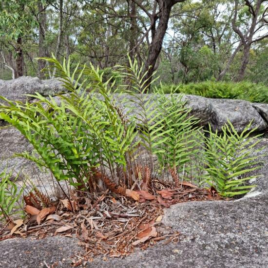 Drynaria rigidula: Pflanze im Habitat Anderes Waldhabitat in der NatureSpots App