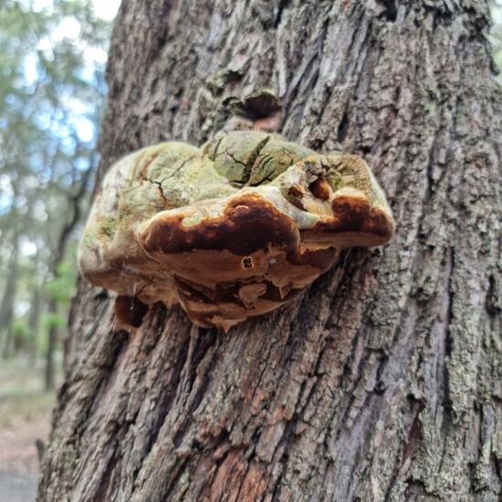 Hymenochaetaceae: Pilz im Habitat Anderes Waldhabitat in der NatureSpots App