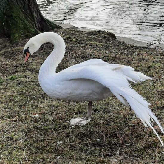 Höckerschwan: Tier im Habitat Anderes Süsswasserhabitat in der NatureSpots App