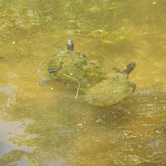 Emydura macquarii: Tier im Habitat See in der NatureSpots App