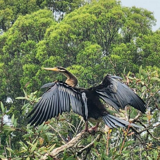 Australischer Schlangenhalsvogel: Tier im Habitat See in der NatureSpots App