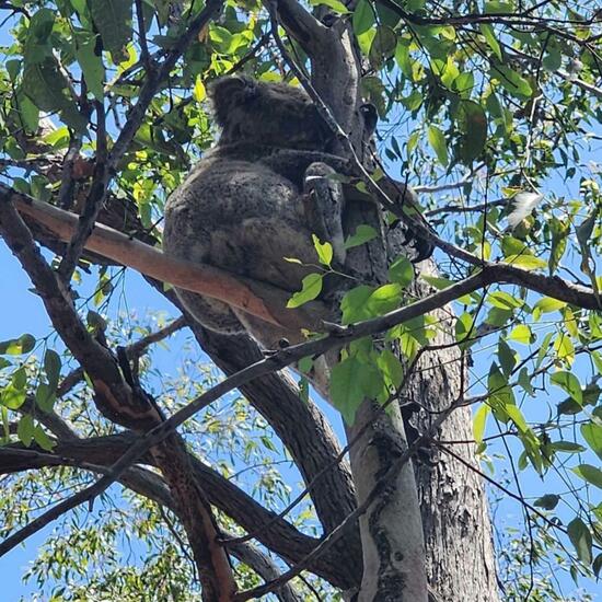 Koala: Tier im Habitat Anderes Waldhabitat in der NatureSpots App