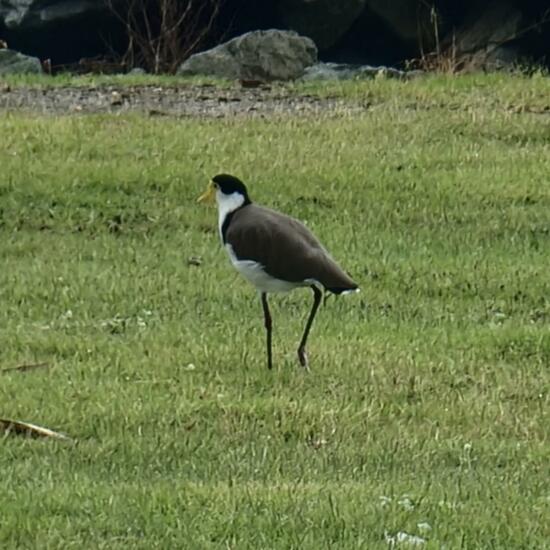 Vanellus miles novaehollandiae: Tier im Habitat Park in der NatureSpots App