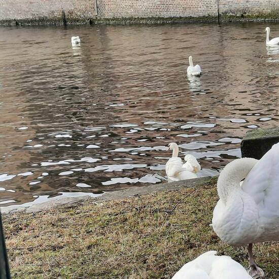 Höckerschwan: Tier im Habitat Anderes Süsswasserhabitat in der NatureSpots App