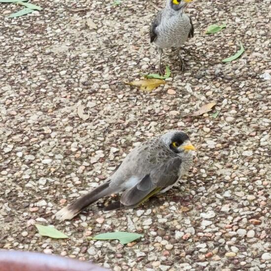 Manorina melanocephala: Tier im Habitat Park in der NatureSpots App