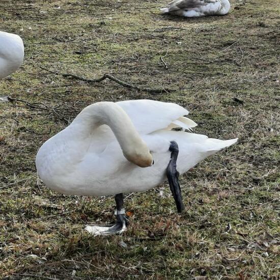 Höckerschwan: Tier im Habitat Anderes Süsswasserhabitat in der NatureSpots App