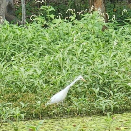 Great Egret: Animal in habitat Marine habitat in the NatureSpots App