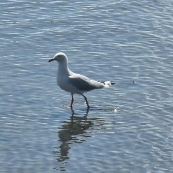 Silver Gull: Animal in habitat Open water in the NatureSpots App