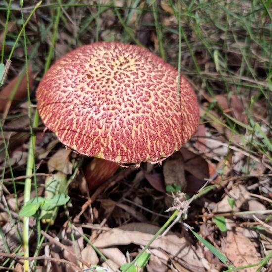 Boletellus emodensis: Mushroom in habitat Forest in the NatureSpots App