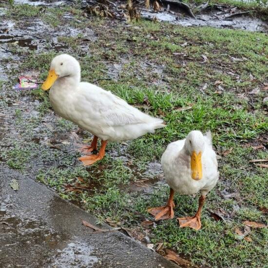 Stockente: Tier im Habitat Park in der NatureSpots App