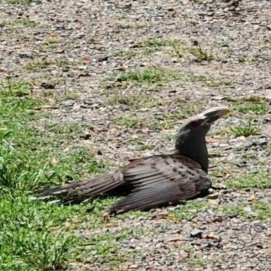 Channel-billed Cuckoo: Animal in habitat Forest in the NatureSpots App