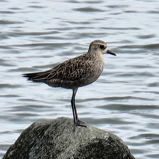 Pacific Golden Plover: Animal in habitat Rocky coast in the NatureSpots App