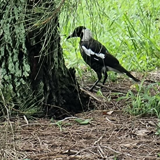 Australian magpie: Animal in habitat Semi-natural grassland in the NatureSpots App