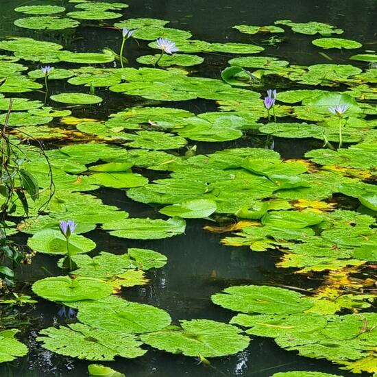 Nymphaea nouchali: Plant in habitat Pond in the NatureSpots App