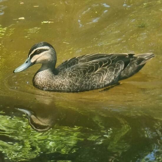 Pacific Black Duck: Animal in habitat Lake in the NatureSpots App