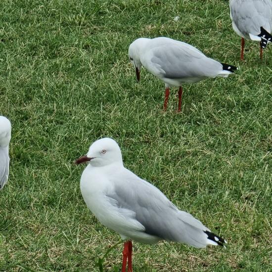 Silver Gull: Animal in habitat Rocky coast in the NatureSpots App