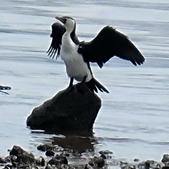 Phalacrocorax varius hypoleucos: Animal in habitat Rocky coast in the NatureSpots App