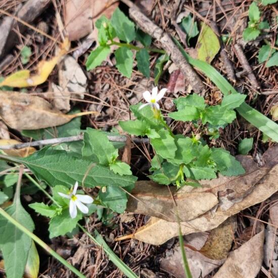 Lobelia purpurascens: Pflanze im Habitat Anderes Waldhabitat in der NatureSpots App