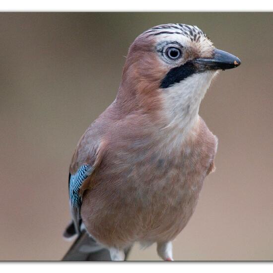 Eurasian Jay: Animal in habitat Backyard in the NatureSpots App